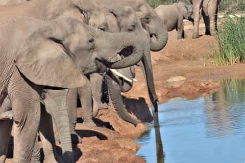 Addo National Park: Full-Day Safari Tour