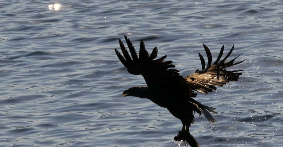 Tromsø: 5-Hour All-Inclusive Wildlife & Bird Fjord Cruise