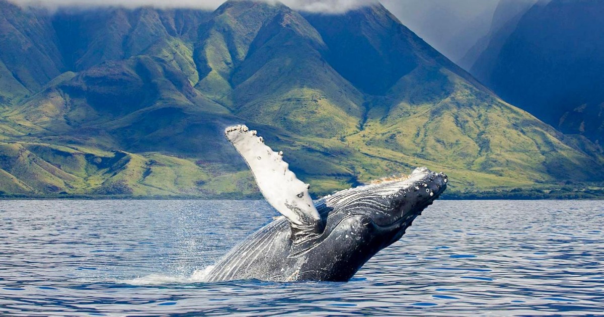 Maui: Whale Watching Tour from Kaanapali Beach | GetYourGuide