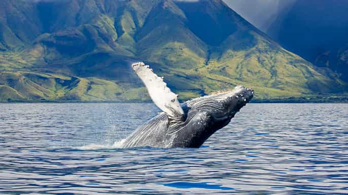 maui whale watching tour from kaanapali beach