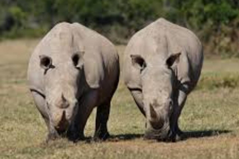 Safari nell&#039;Ol Pejeta Conservancy da Nairobi