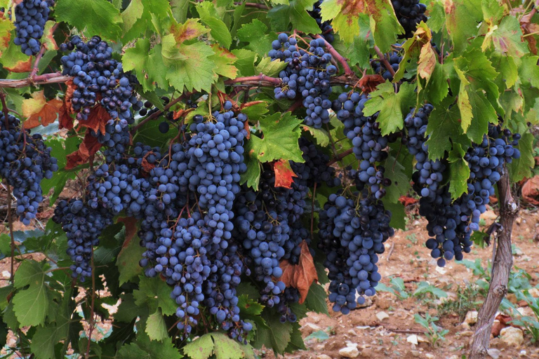 Depuis Aix-en-Provence : visite viticole à Bandol et Cassis