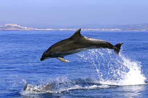 From Costa del Sol: Full-Day Gibraltar Dolphin Tour