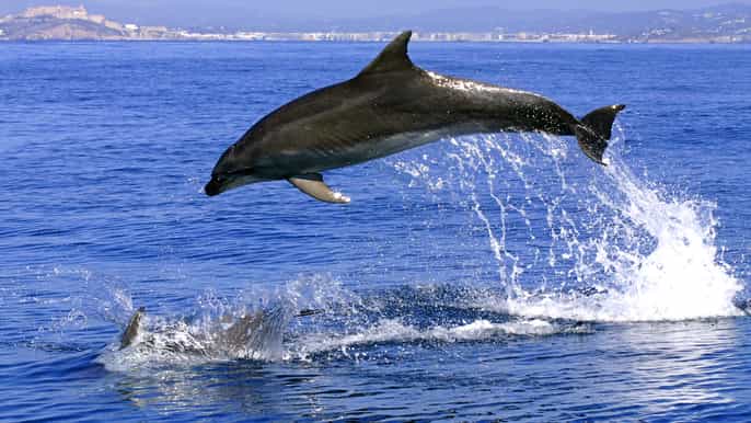 from costa del sol fullday gibraltar dolphin tour