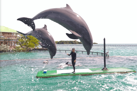 cartagena oceanarium tickets w/ dolphin shark exhibition