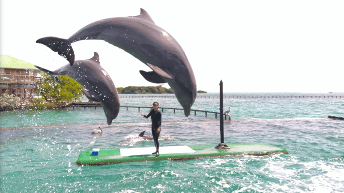 cartagena oceanarium tickets w/ dolphin shark exhibition