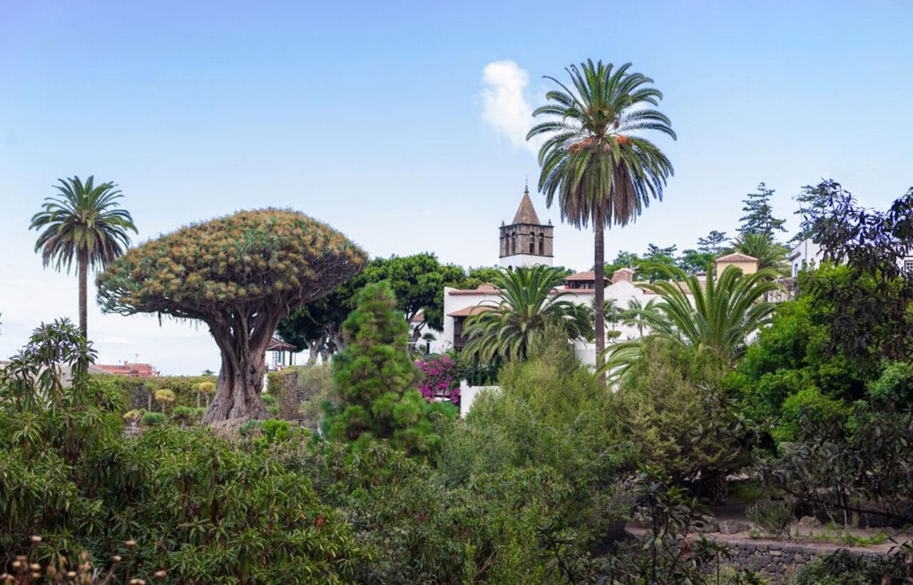 Los Gigantes und Icod: Drachenbaum und Mittagessen in einem Guachinche