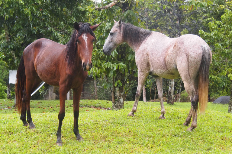 Reiten im Dschungel bei Panama City