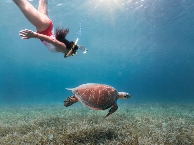 Visit Ceiba, PR: Culebra Snorkel Tour with Ferry Tickets in Key West, Florida