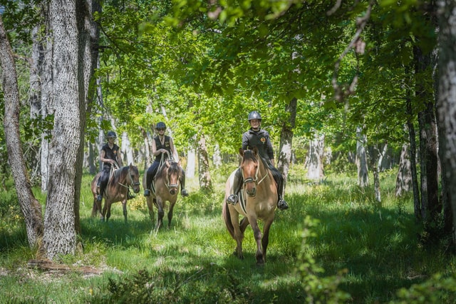 Horseback Riding in the Fontainebleau Forest