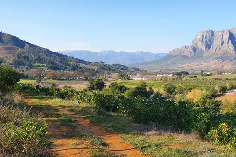 Stellenbosch : Randonnée guidée dans un vignoble et dégustation de vin