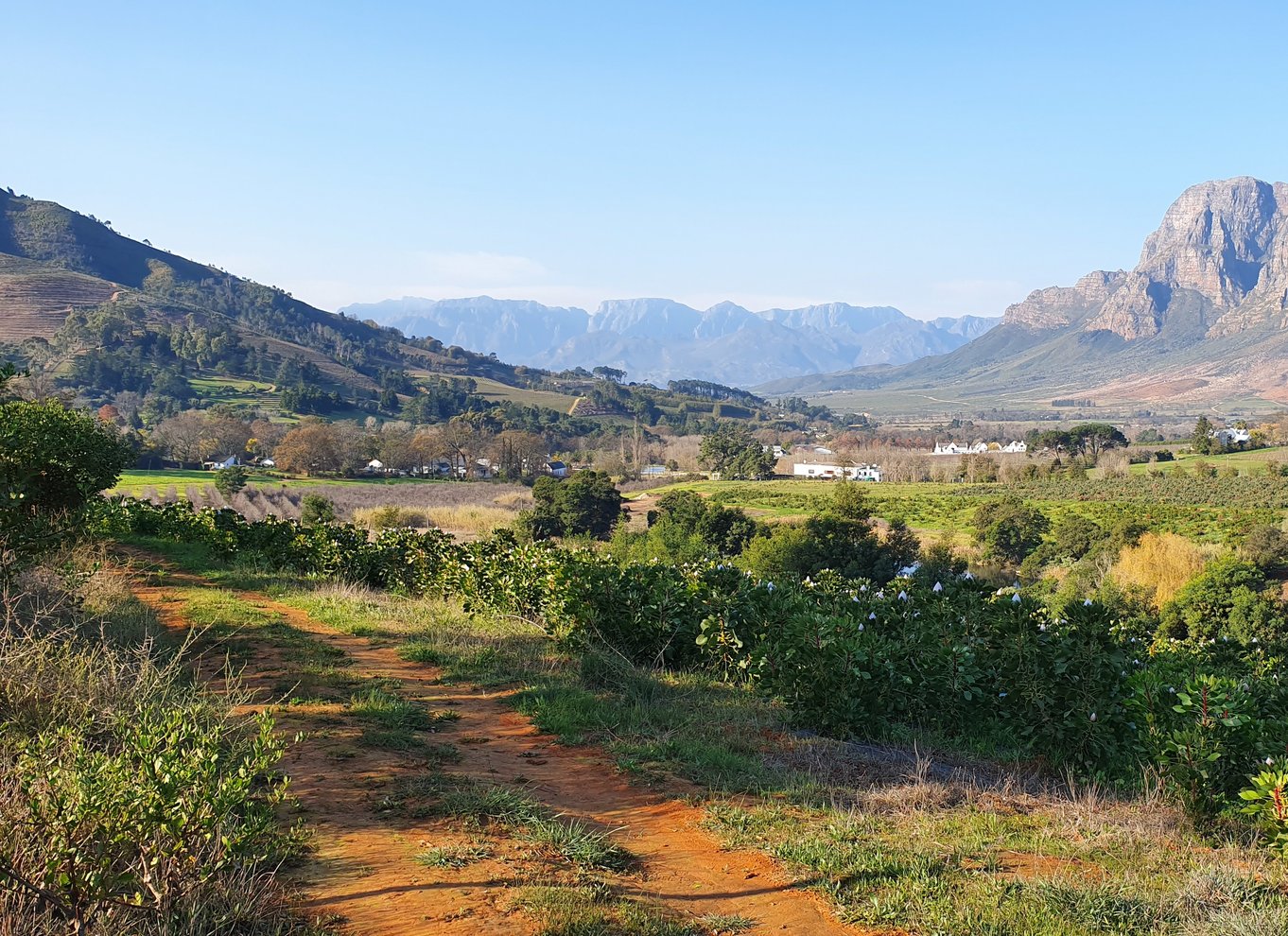 Stellenbosch: Guidet vinmarkvandring og vinsmagning