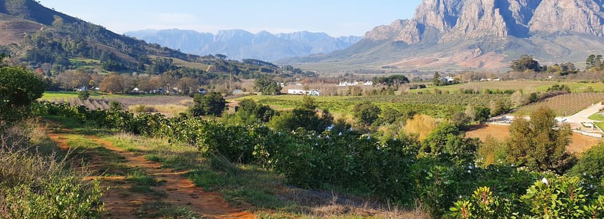 Stellenbosch : Randonnée guidée dans un vignoble et dégustation de vin