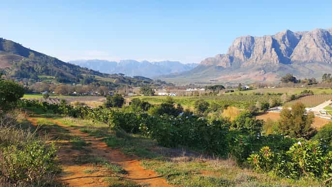 stellenbosch guided vineyard hike and wine tasting