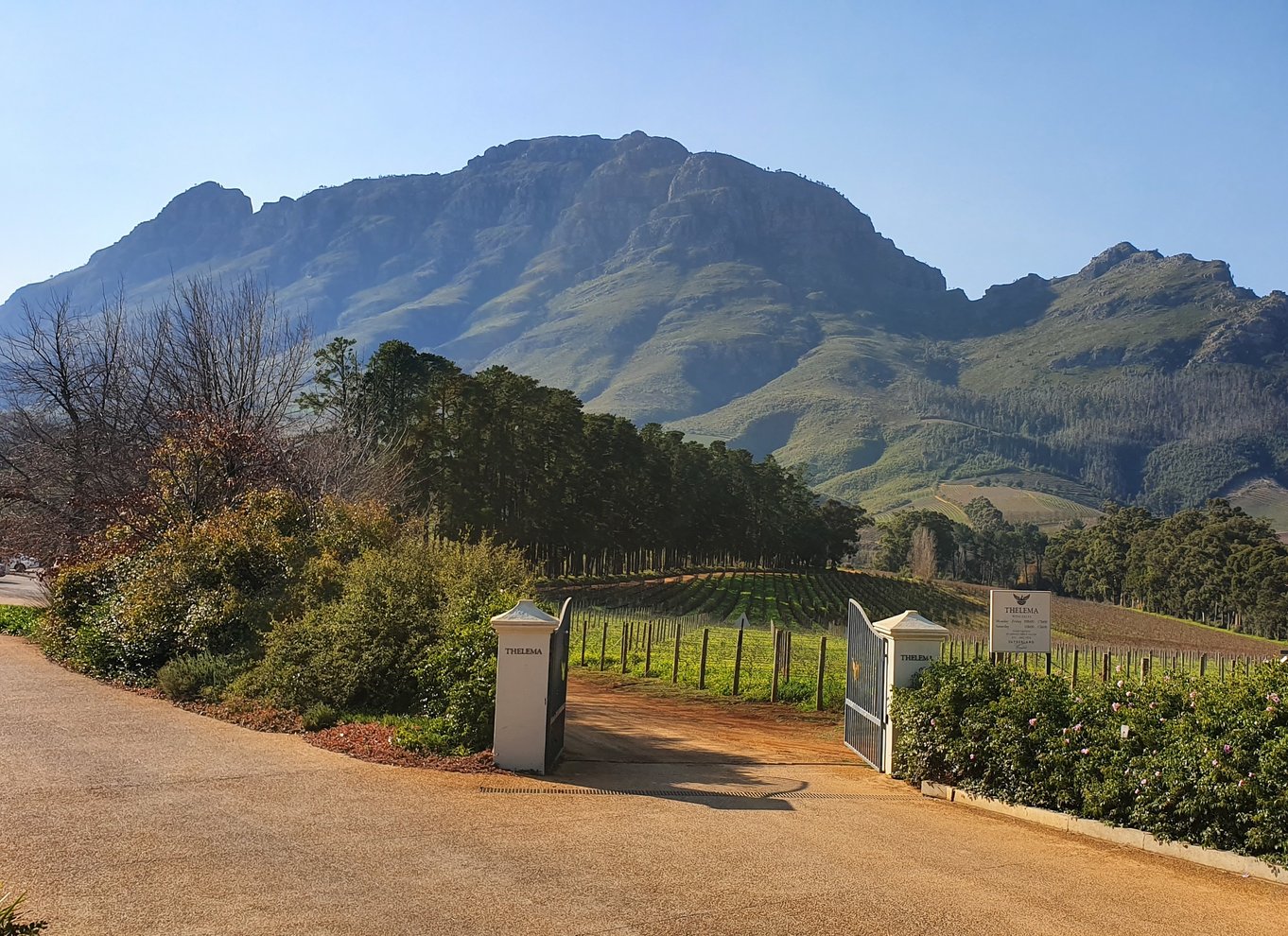 Stellenbosch: Guidet vinmarkvandring og vinsmagning