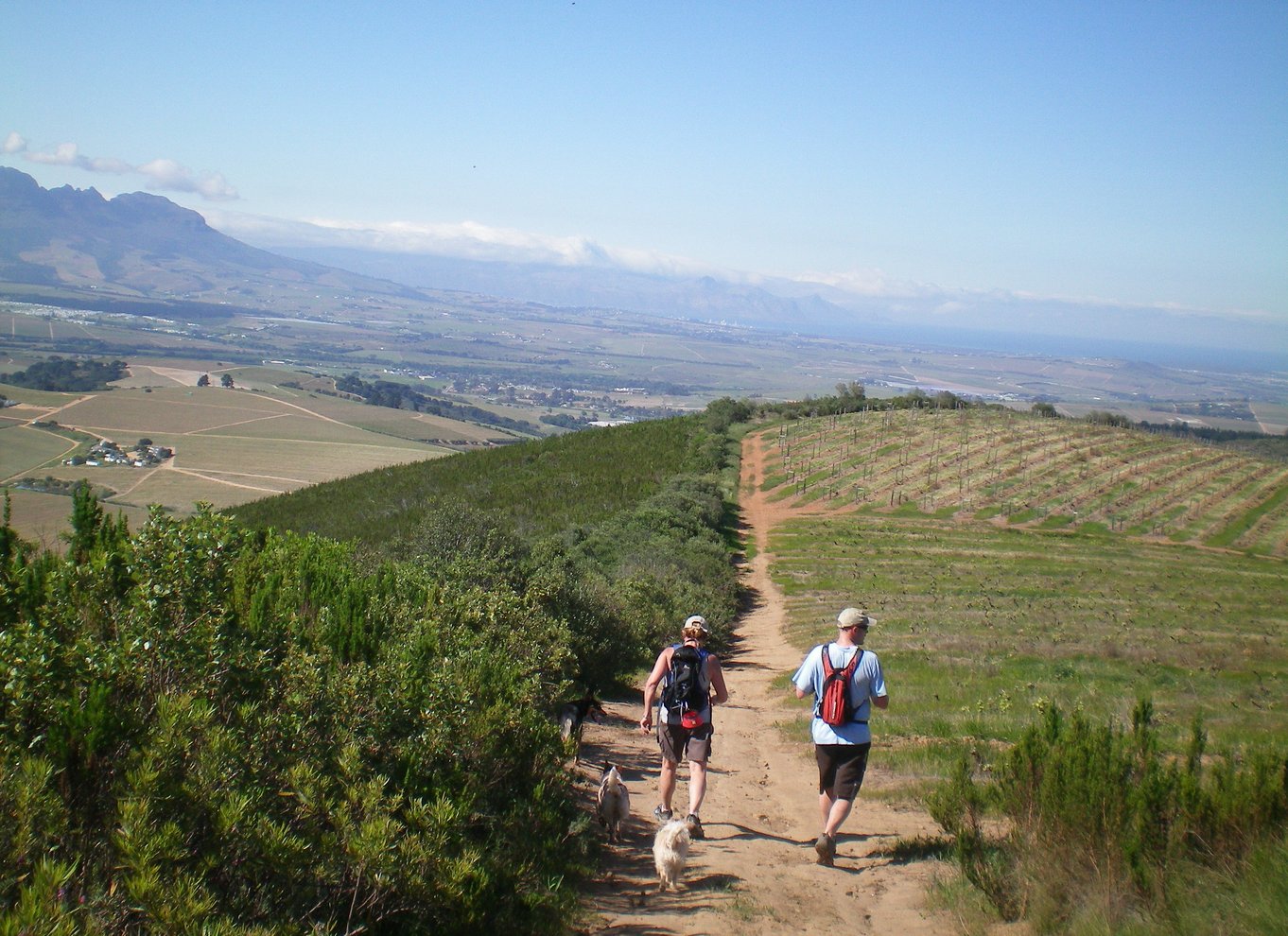 Stellenbosch: Guidet vinmarkvandring og vinsmagning