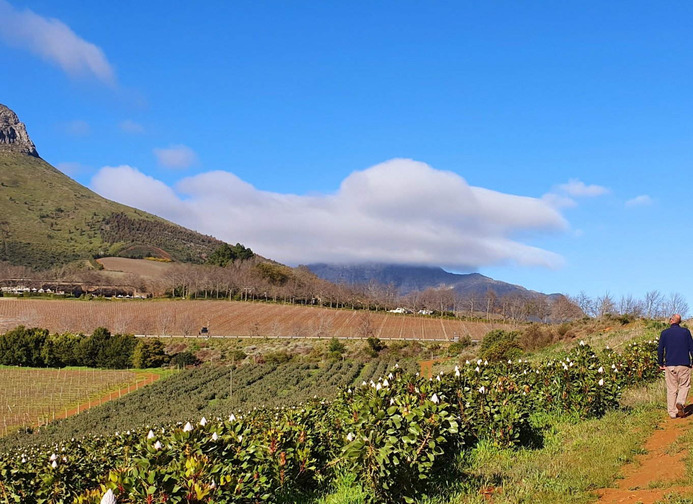 Stellenbosch: Guidet vinmarkvandring og vinsmagning