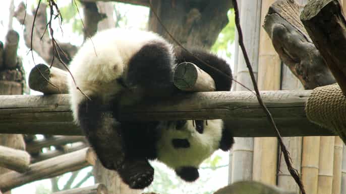 chengdu panda base 4hour private tour with pickup/dropoff