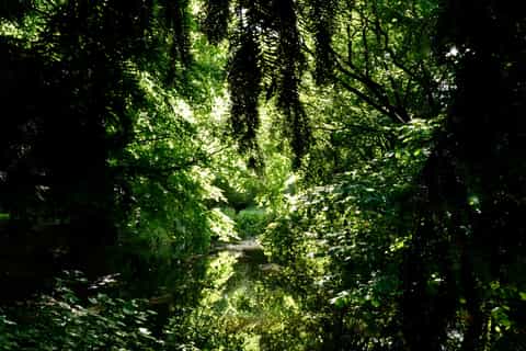 Amsterdam: Forest Discovery Game