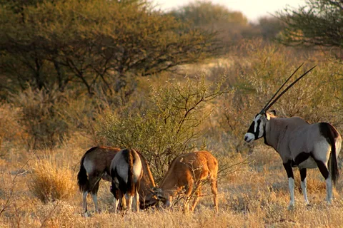 From Maun: 3-Day Central Kalahari Game Reserve Safari Tour