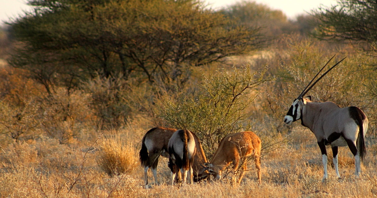 From Maun: 3-Day Central Kalahari Game Reserve Safari Tour