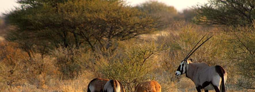 From Maun: 3-Day Central Kalahari Game Reserve Safari Tour