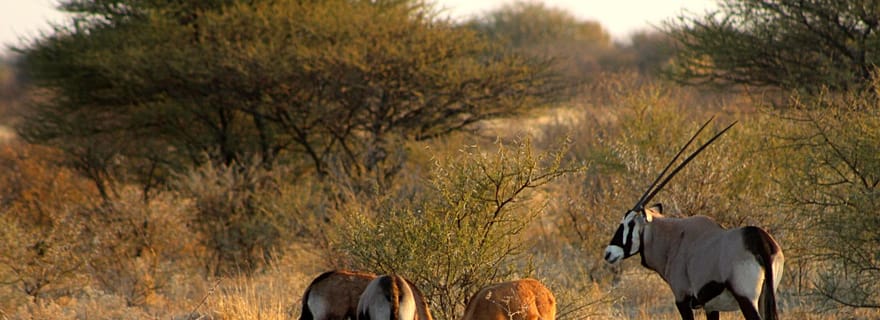 Depuis Maun : safari de 3 jours dans la réserve de Central Kalahari