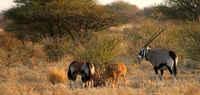Da Maun, 3 giorni Central Kalahari Game Reserve Safari Tour - Hizvo