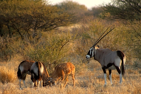 De Maun: Safari de 3 jours dans la réserve de chasse du Kalahari central