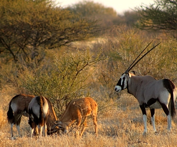 Desde Maun: Excursión de 3 días a la Reserva de Caza del Kalahari Central