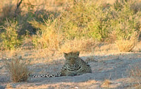 Da Maun, 3 giorni Central Kalahari Game Reserve Safari Tour - Hizvo