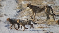 Da Maun, 3 giorni Central Kalahari Game Reserve Safari Tour - Hizvo