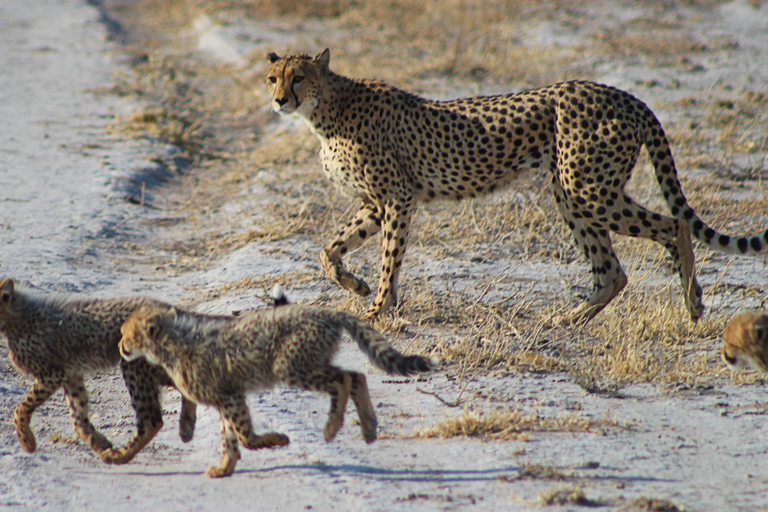 De Maun: Safari de 3 jours dans la réserve de chasse du Kalahari central