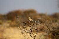 Da Maun, 3 giorni Central Kalahari Game Reserve Safari Tour - Hizvo