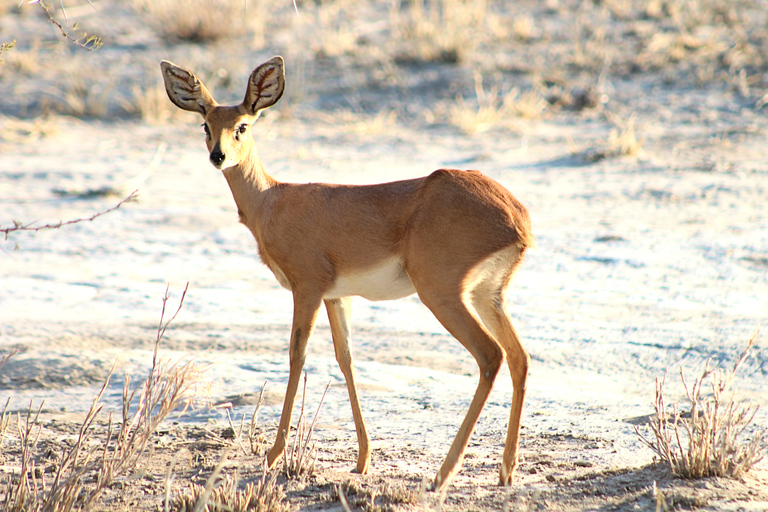 Desde Maun: tour de safari de 3 días por la reserva de caza del Kalahari central