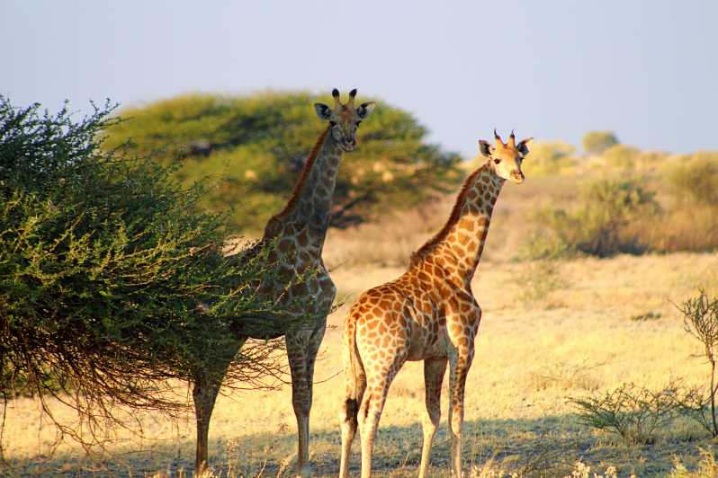 From Maun: 3-Day Central Kalahari Game Reserve Safari Tour | GetYourGuide