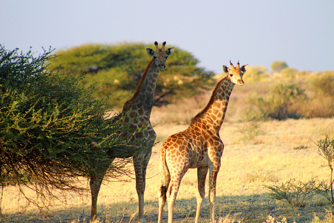 De Maun: Safari de 3 jours dans la réserve de chasse du Kalahari central