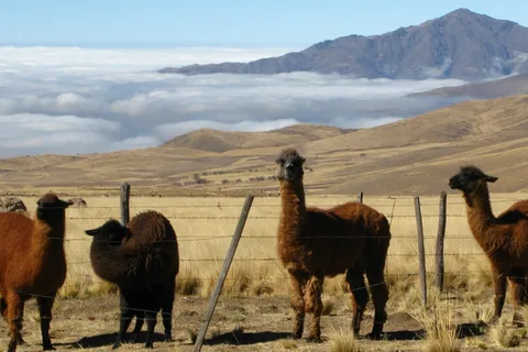 Tucumán: Tafí del Valle Full Day Tour