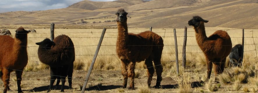 Tucumán: Tafí del Valle heldagstur