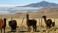 TUCUMÁN, TAFI DEL VALLE Tour um dia inteiro - Housity