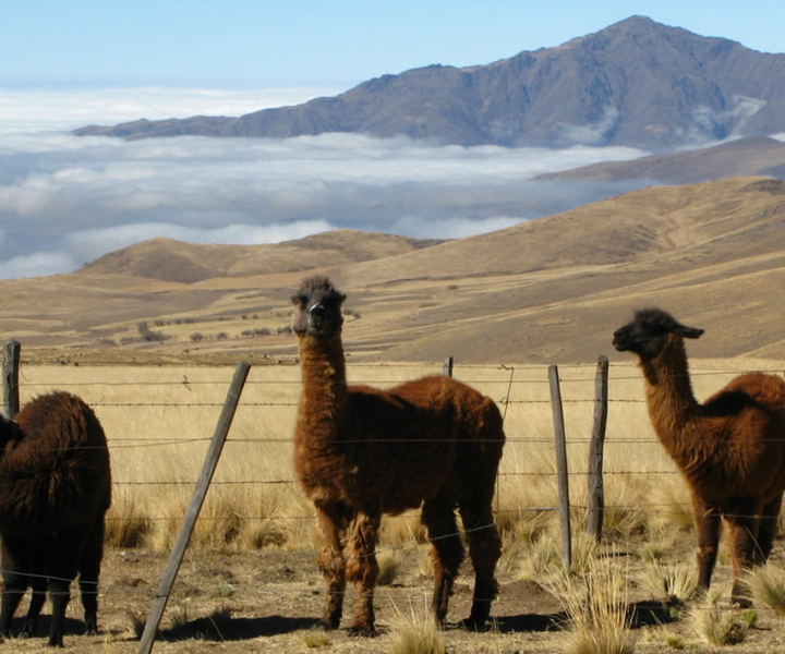 Tucumán: Tafí del Valle Full Day Tour