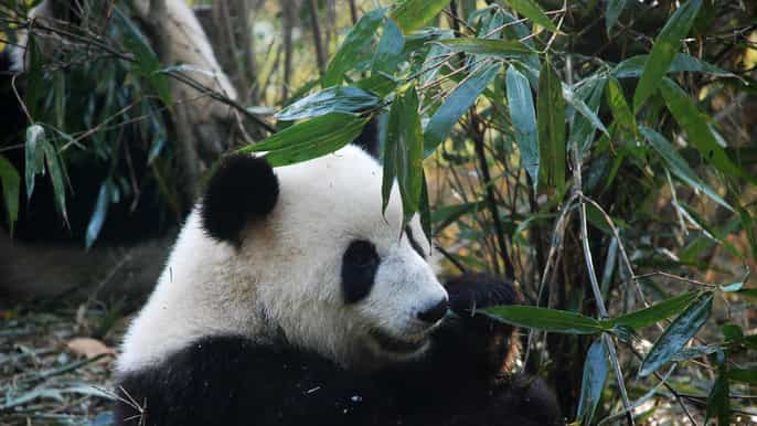 chengdu fullday private customized tour