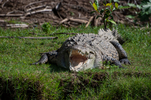 Da San José: Parco Nazionale Carara e tour del fiume TárcolesTour di gruppo con giro in barca