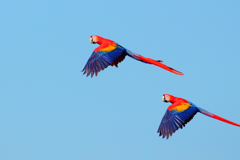 From San José: Carara National Park and Tárcoles River Tour Group Tour with Boat Ride