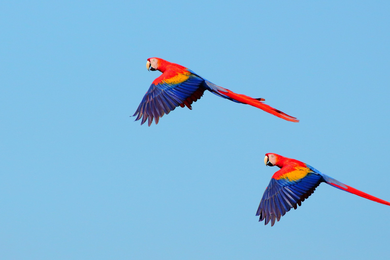 From San José: Carara National Park and Tárcoles River Tour Group Tour with Boat Ride