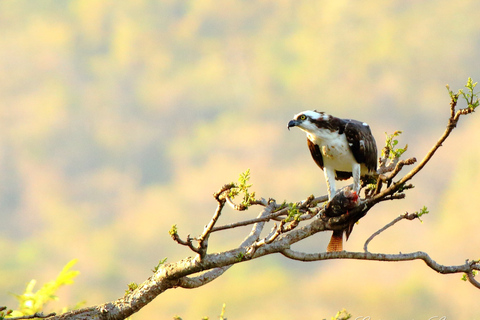 From San José: Carara National Park and Tárcoles River Tour Group Tour with Boat Ride