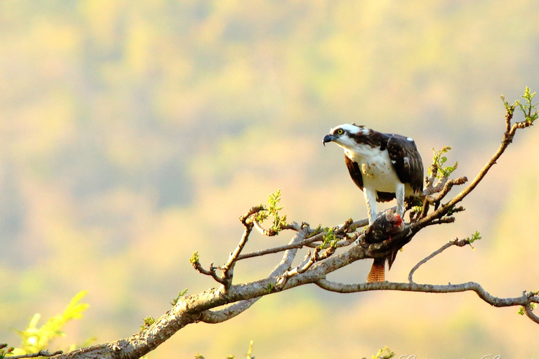 From San José: Carara National Park and Tárcoles River Tour Group Tour with Boat Ride