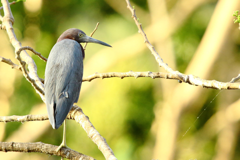 From San José: Carara National Park and Tárcoles River Tour Group Tour with Boat Ride