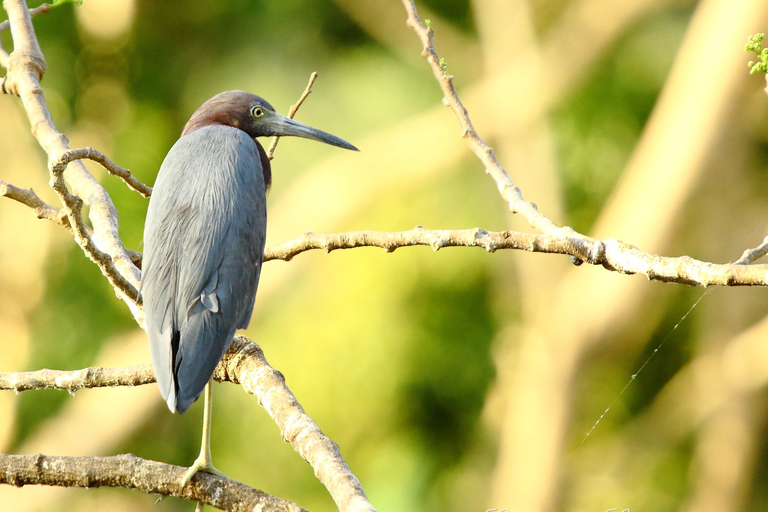 From San José: Carara National Park and Tárcoles River Tour Group Tour with Boat Ride