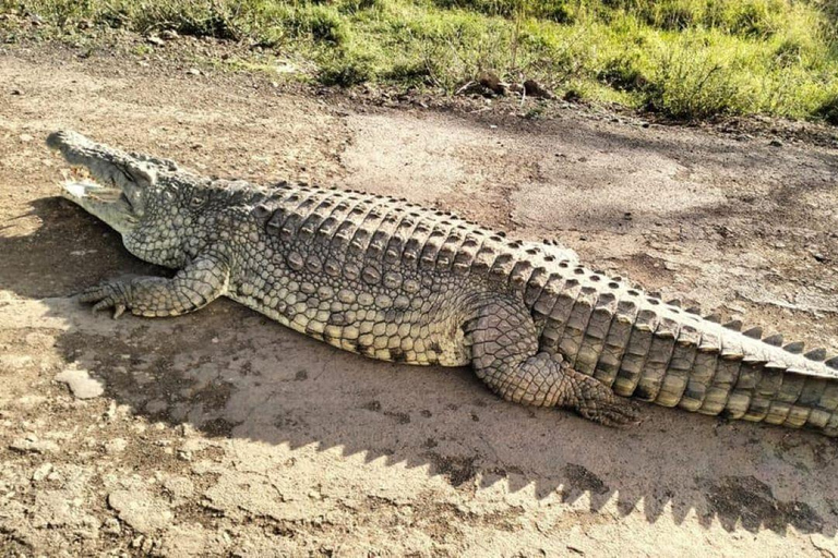 Masai Mara dagexcursie en Masai dorpsbezoeken